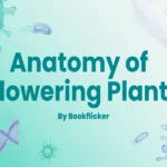 anatomy of flowering plants