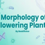 morphology of flowering plants