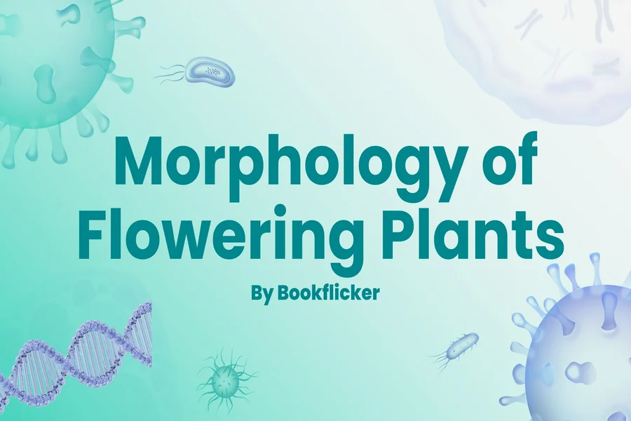 morphology of flowering plants