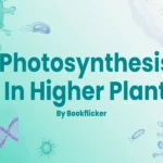 photosynthesis in higher plant
