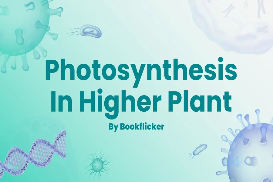 photosynthesis in higher plant