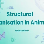 structural organisation in animals