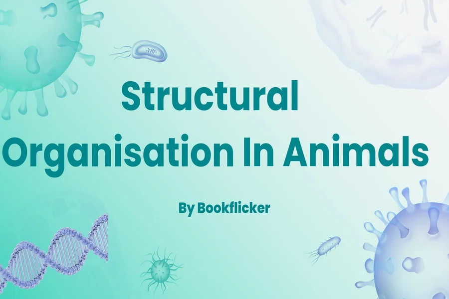 structural organisation in animals