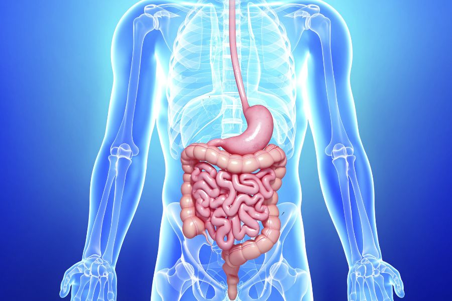 gastrointestinal system