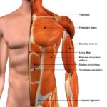 Musculoskeletal System