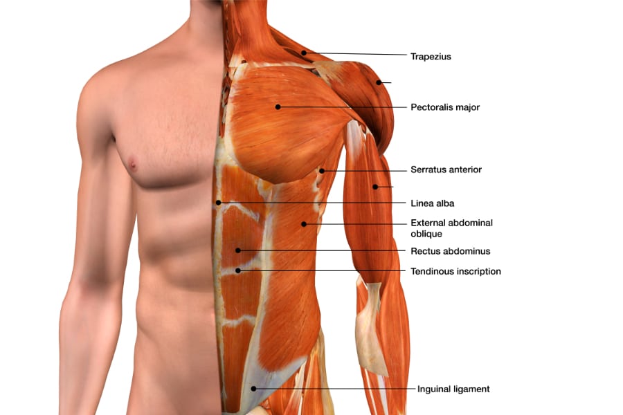 Musculoskeletal System