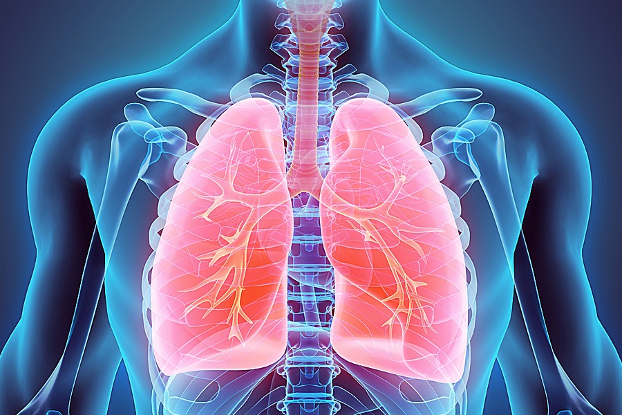 Respiratory System