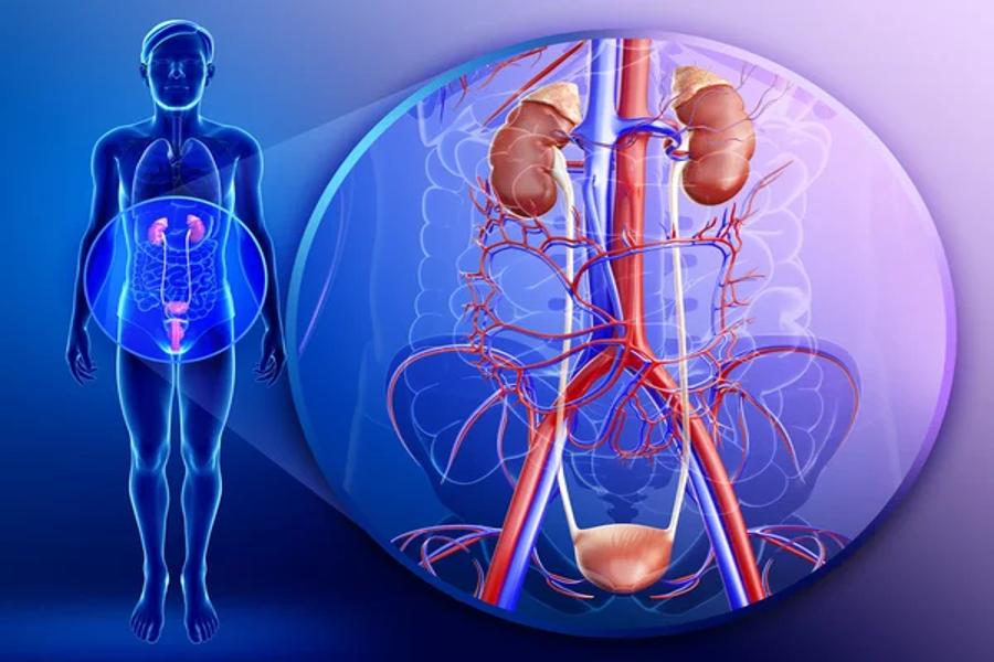 Urinary system