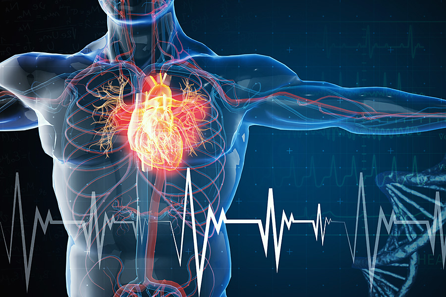 cardiovascular system