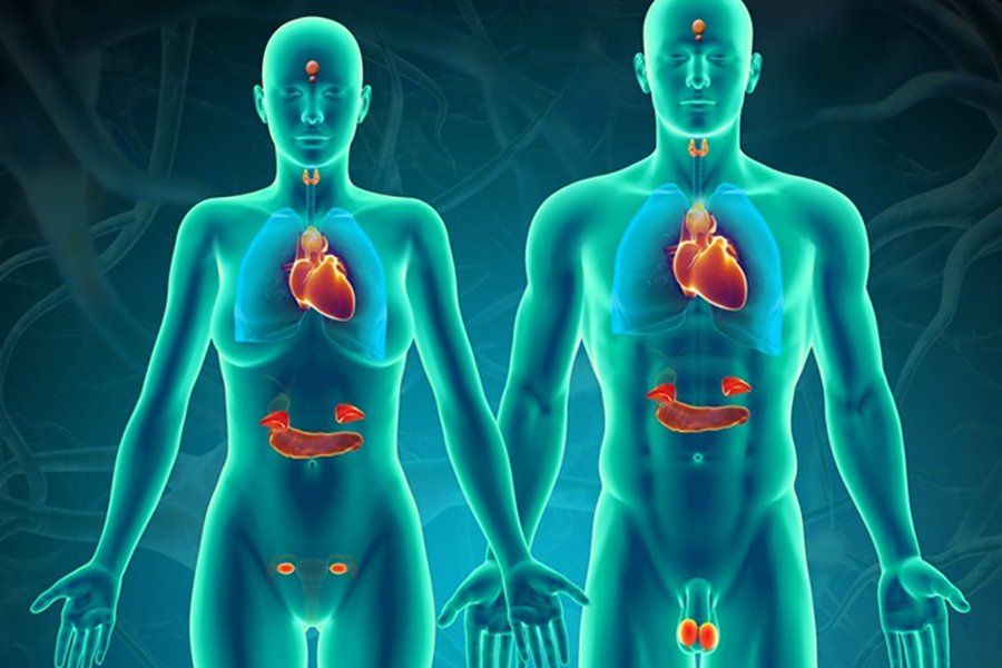 endocrine system